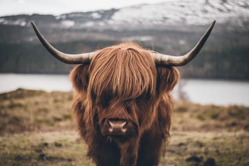 Close-Up Of Highland Cattle Standing On Field