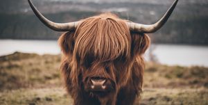 Close-Up Of Highland Cattle Standing On Field