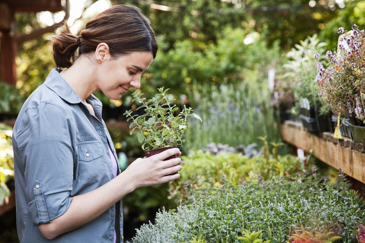 plantas aromaticas para la cocina