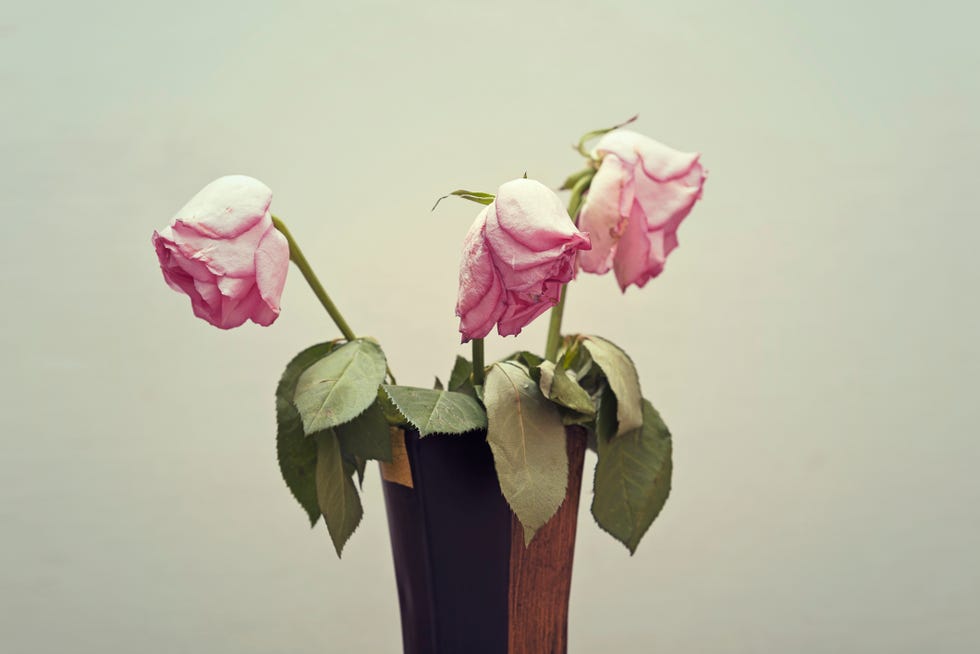 three wilting rose with desaturated pink petals in to a vase