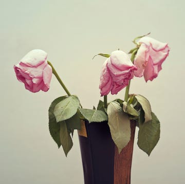 three wilting rose with desaturated pink petals in to a vase