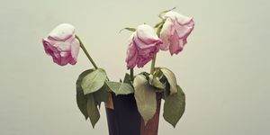 three wilting rose with desaturated pink petals in to a vase