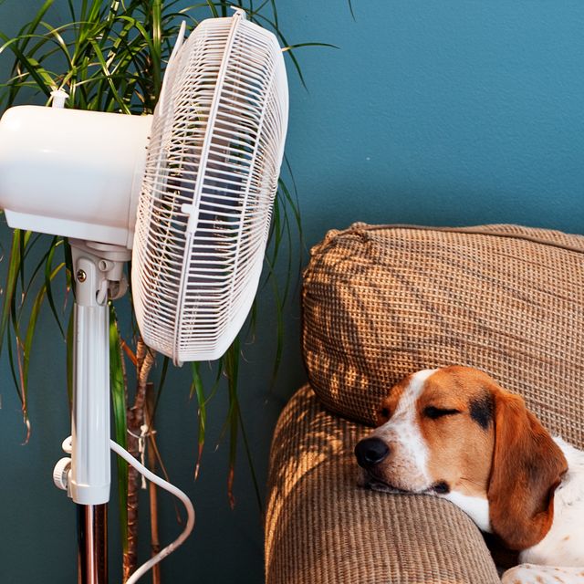 hound lies in front of the cooling breeze of a fan