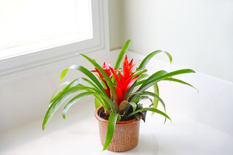indoor plant   bright bromeliad