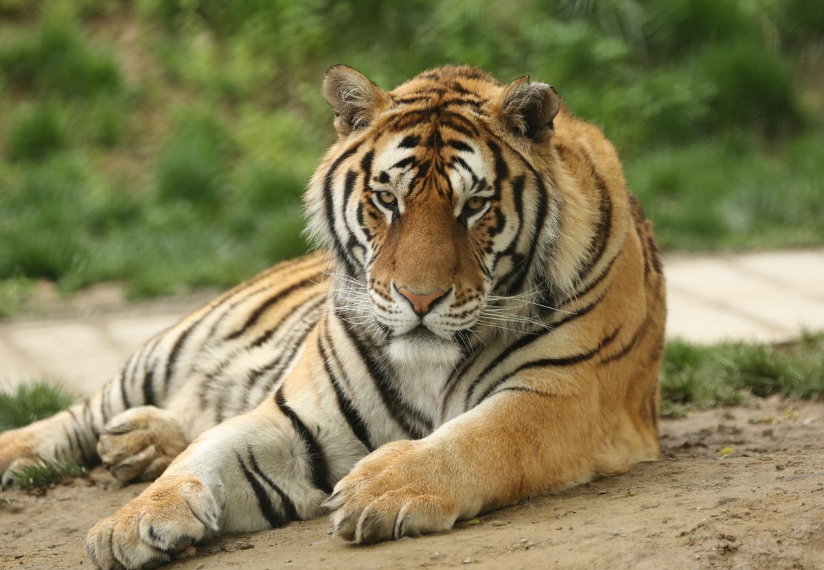Tiger, Terrestrial animal, Mammal, Wildlife, Vertebrate, Bengal tiger, Siberian tiger, Felidae, Whiskers, Carnivore, 