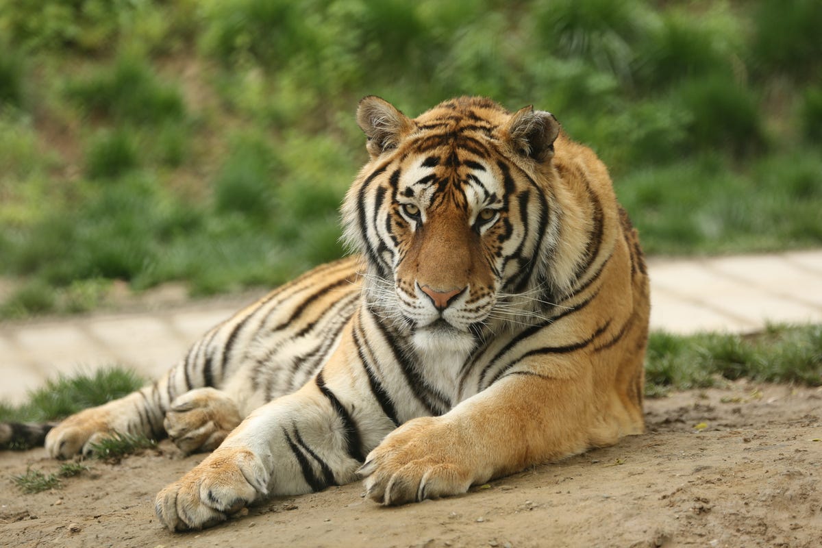 Homecoming for newest Tiger, who grew up as loyal fan 