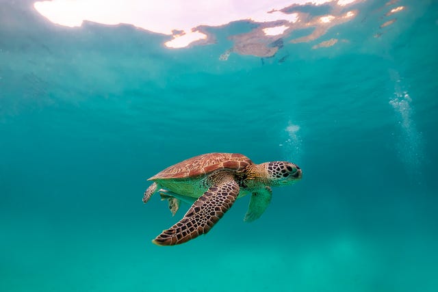 zeeschildpad