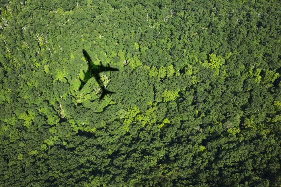 shadow of airplane over green forest