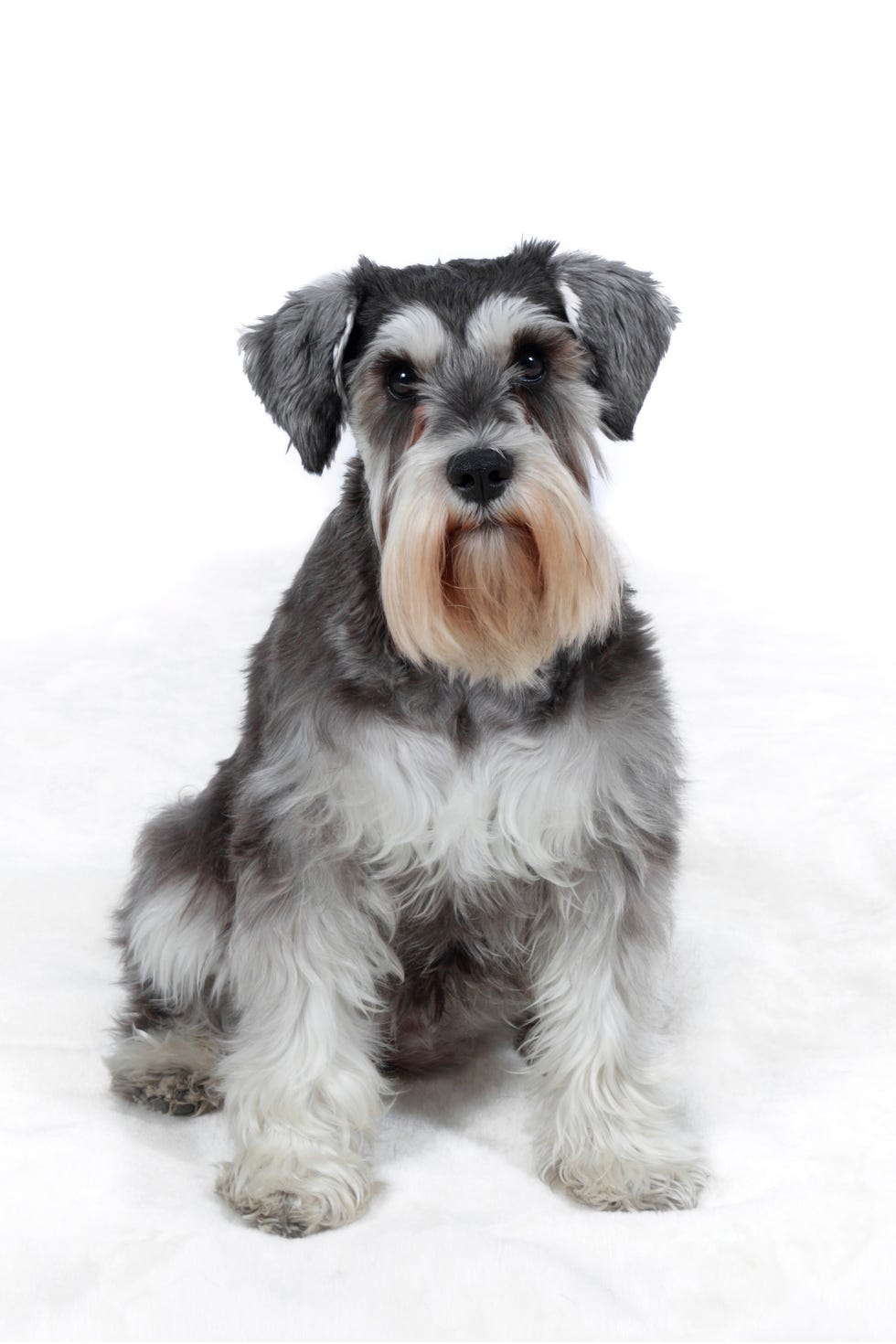 schnauzer