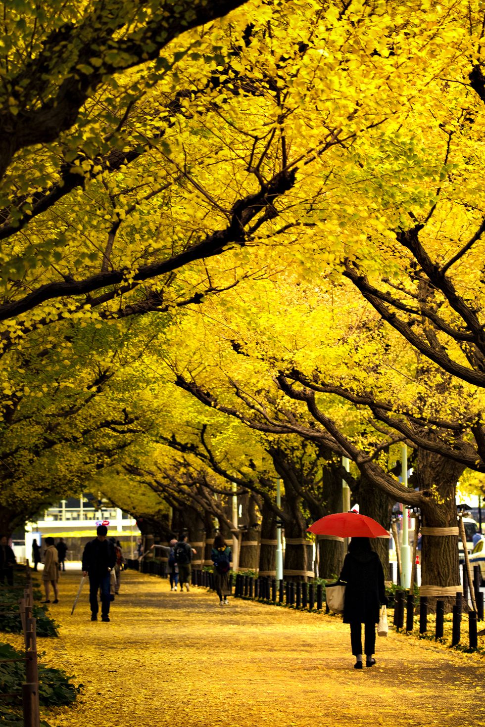 Yellow Ginkgo Tree Tunnels in Autumn at Aoyama Jingue Gaien, Near Aoyama Itchime Station, Japan