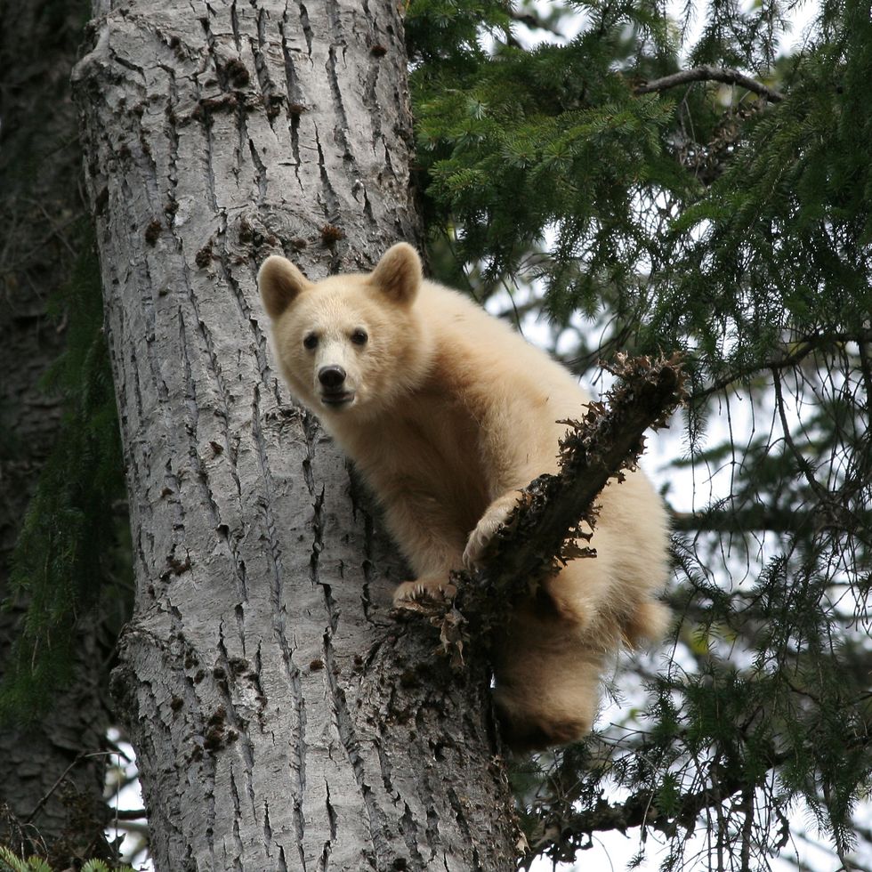 small spirit bear cub in a tree also known as kermode bears only found in bc