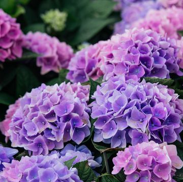 a close up view of hydrangea hortensia wonderful purple, blue and pink flowers