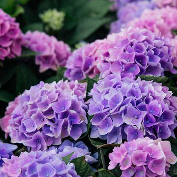 a close up view of hydrangea hortensia wonderful purple, blue and pink flowers