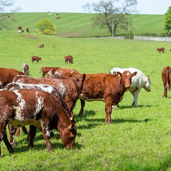 hereford cattle scotland
