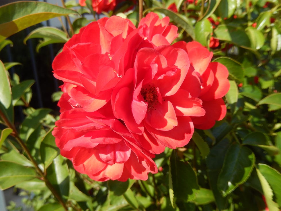 vibrant red floral cluster surrounded by green leaves
