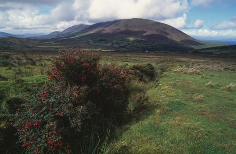 Vast peat bogs, Knocknadobar Mountain, near Kells