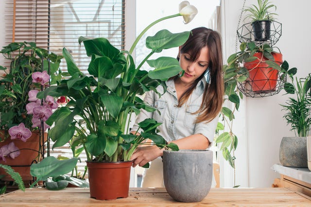 mujer con plantas de interior