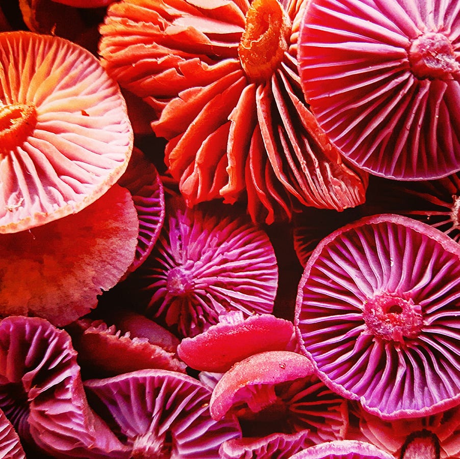 funghi