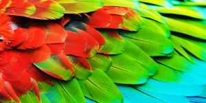 Colorful feathers of a Scarlet Macaw