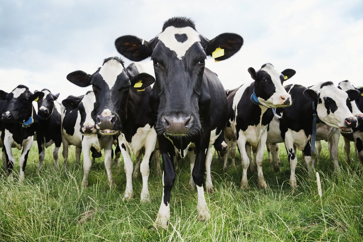 Dairy cow, Bovine, Vertebrate, Mammal, Herd, Pasture, Grassland, Grazing, Cow-goat family, Grass, 
