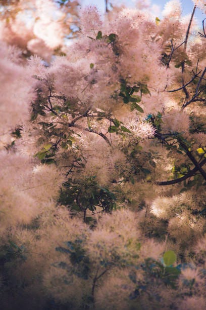 fluffy pink smoke tree in the early summer cotinus coggygria