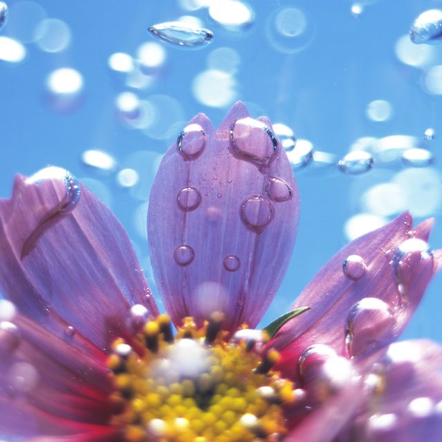 flower under water