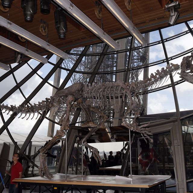 Theropod A Carnivorous Dinosaur Skeleton Is Displayed At The Eiffel Tower Prior To Be Sold On Auction