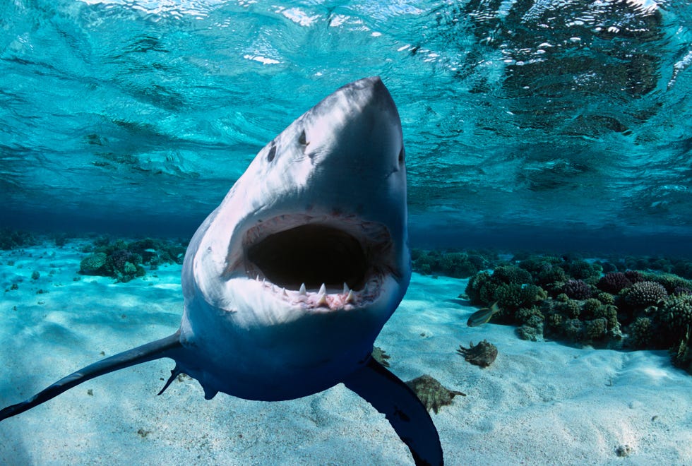 Squalo bocca grande in spiaggia, è un esemplare da record