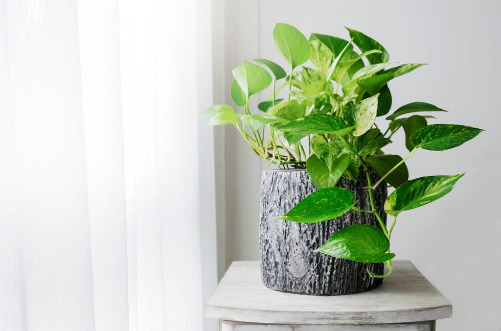 golden pothos or epipremnum aureum at window in the bedroom home and garden