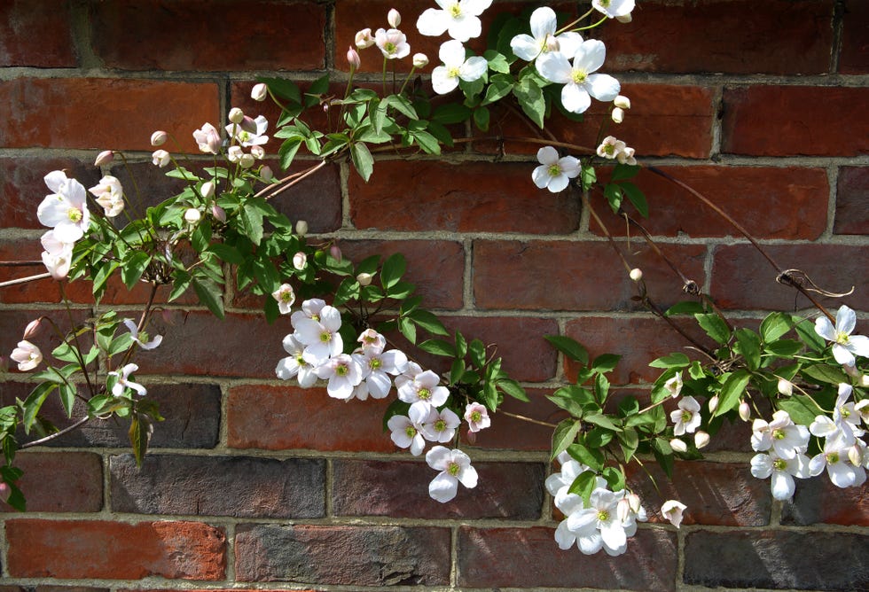white and pale pink flowers of clematis montana growing against a brick wall in an english garden, surrey, uk.