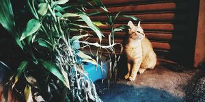 Kat in tuin