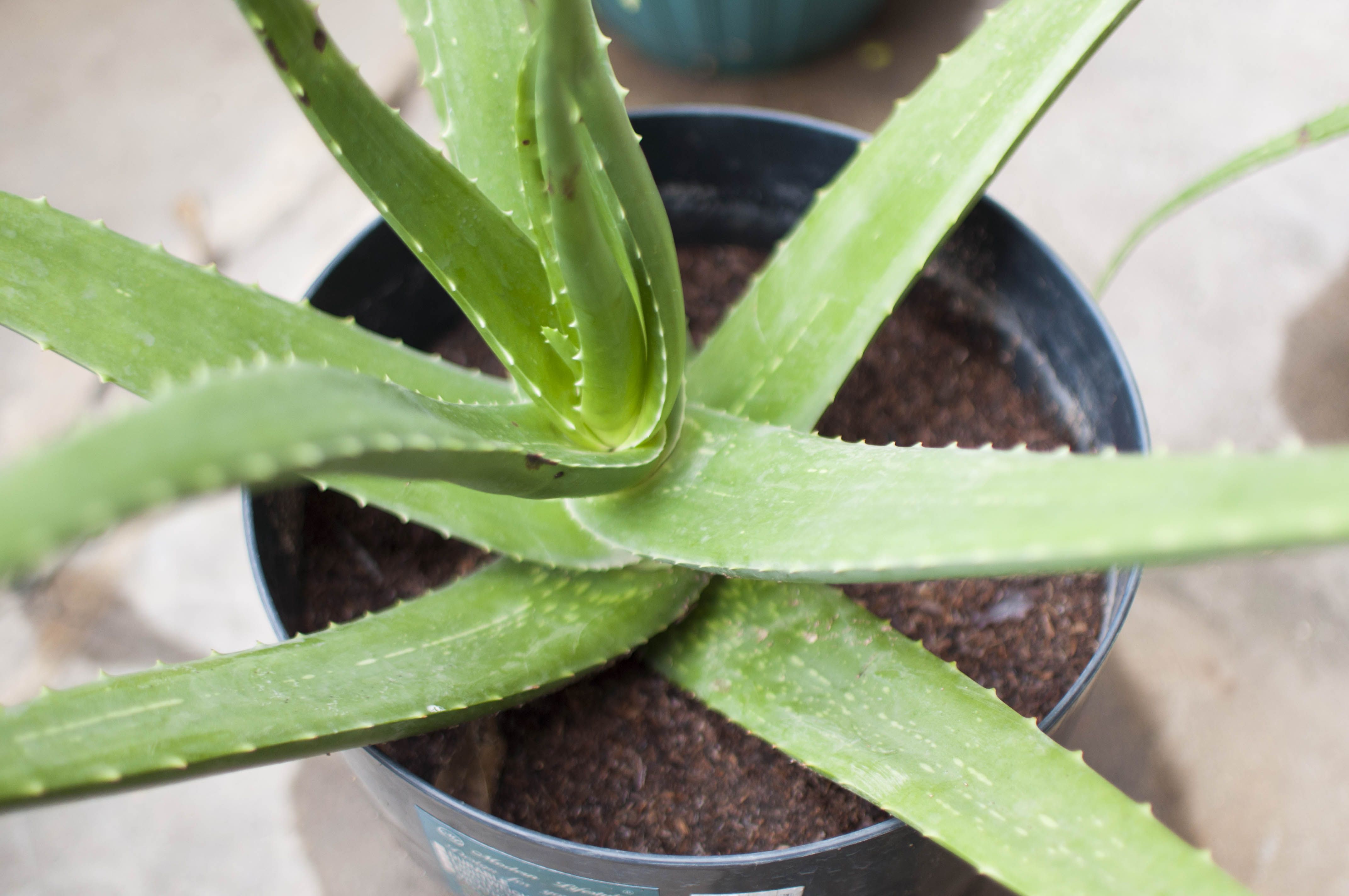 donker Inferieur min How to Grow Aloe Plants - What Kind of Soil Do Aloe Plants Need?