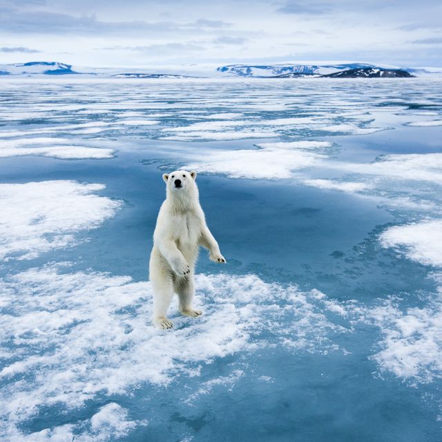 een ijsbeer op een ijsschots