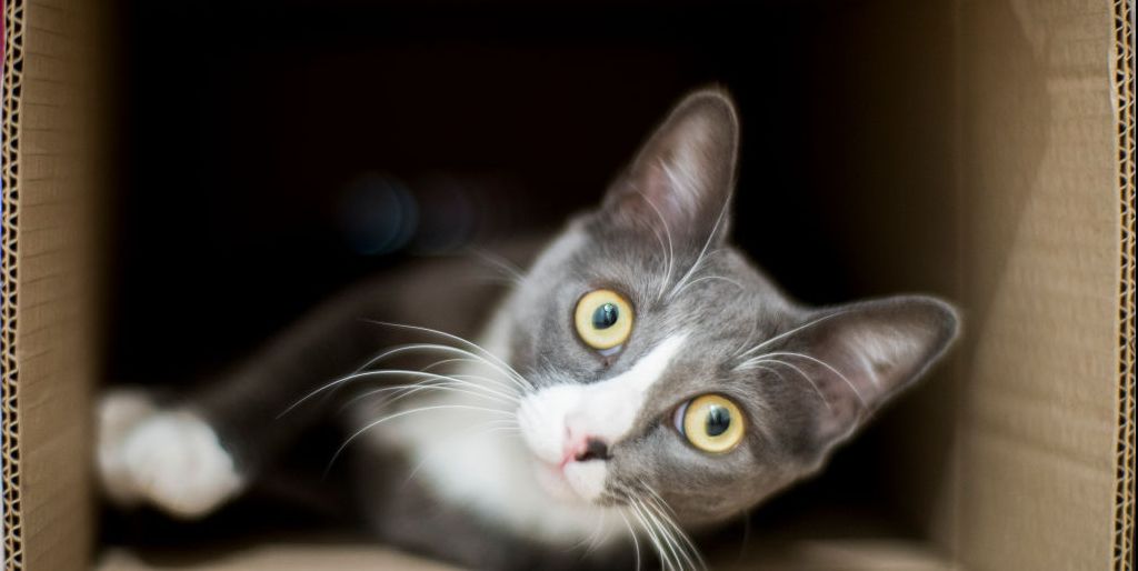 Scientists Can Save Schrödinger's Cat By Predicting Quantum Jumps