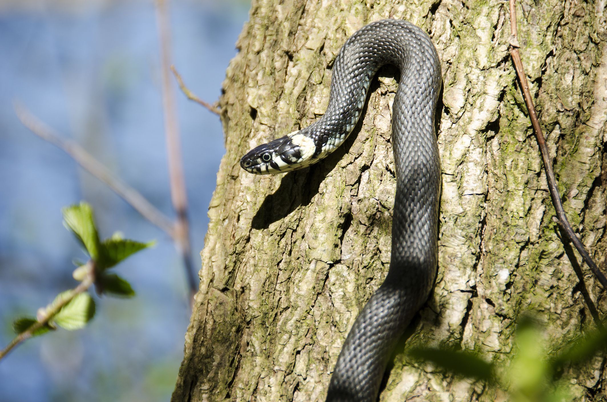 How to Get Rid of Snakes - How to Get Rid of Copperhead and Garden Snakes