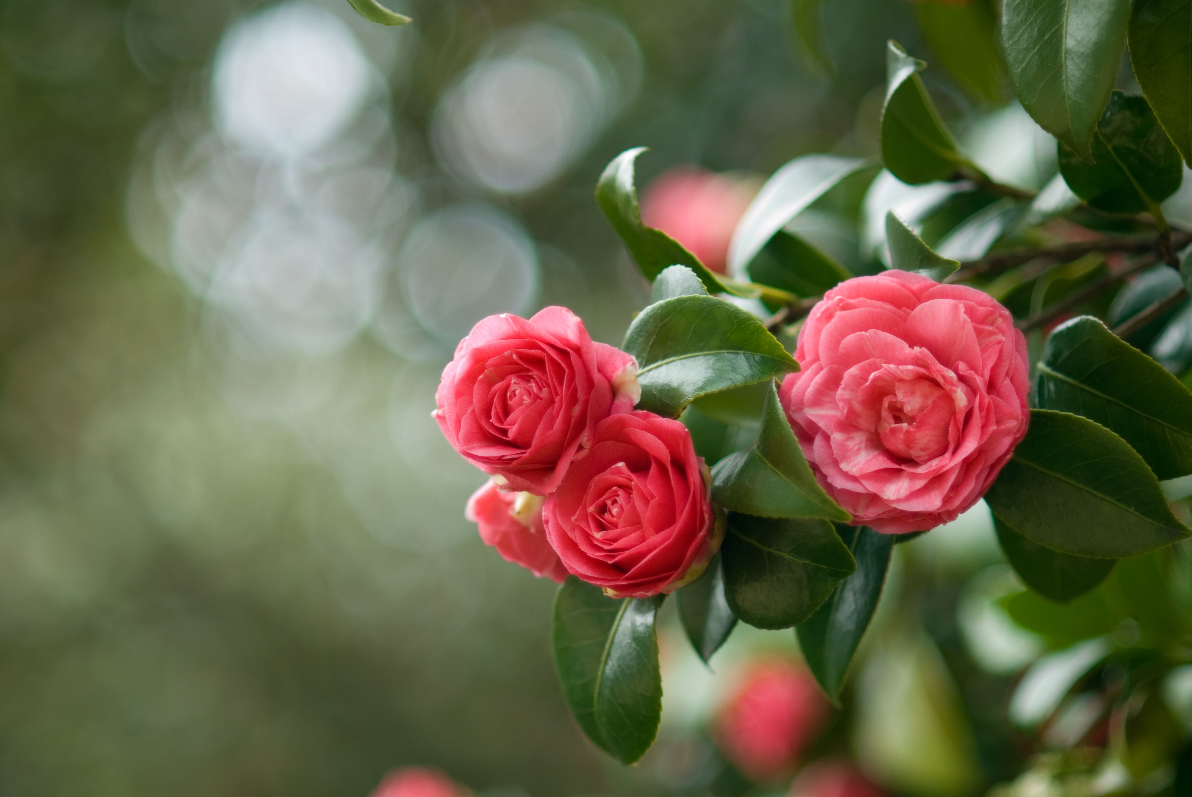 Winter Flowers That Thrive During The Coldest Months Of The Year