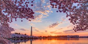 Cherry trees and cityscape at sunrise, Washington DC, Columbia, USA