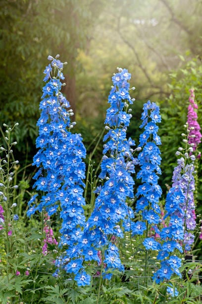 delphinium