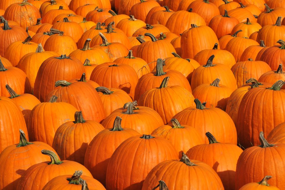 autumn pumpkins