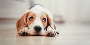 Beagle puppy lying down