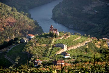 vineyard in douro valley, portugal more files in my portfolio
