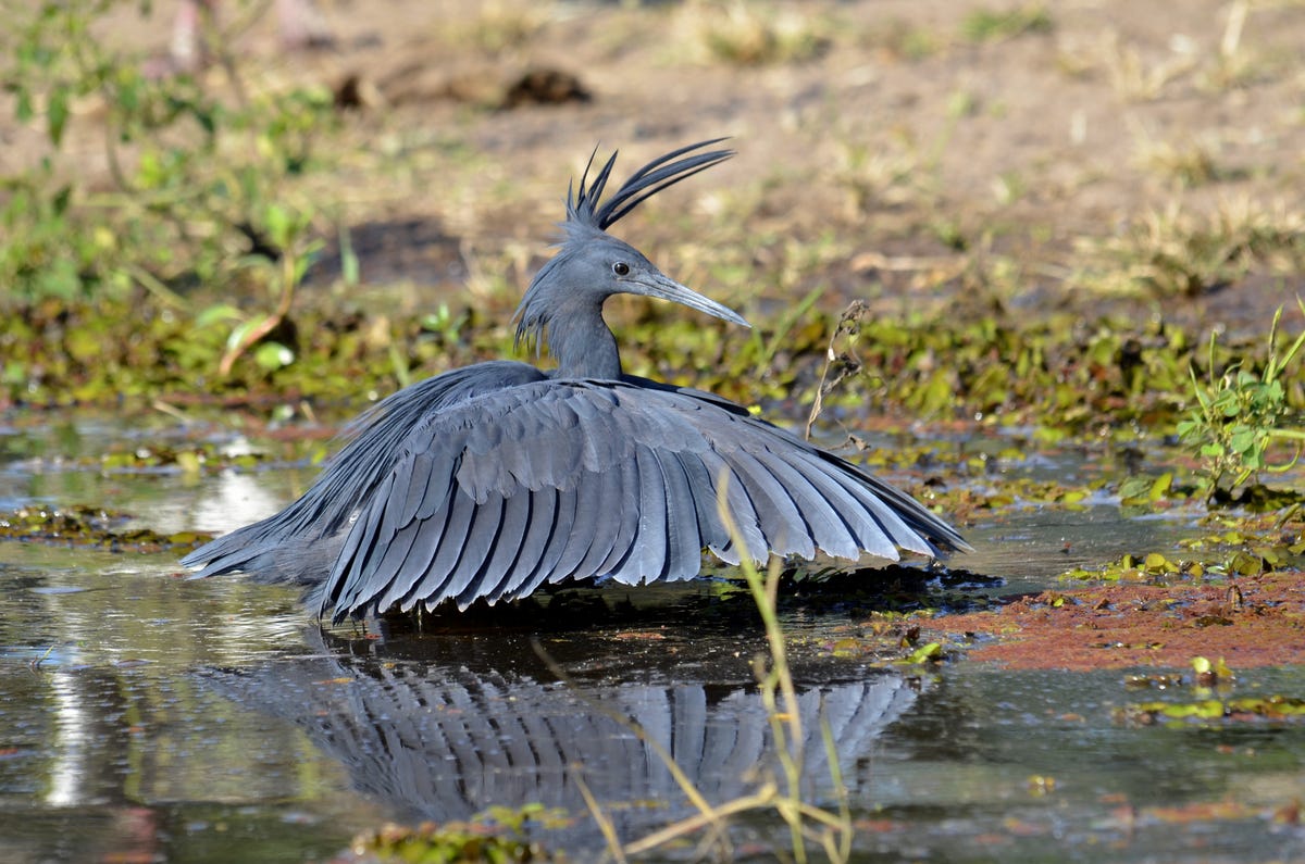 preview for Zwarte reiger op jacht naar vis in Gambia