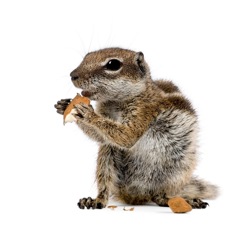 chipmunk eating an almond