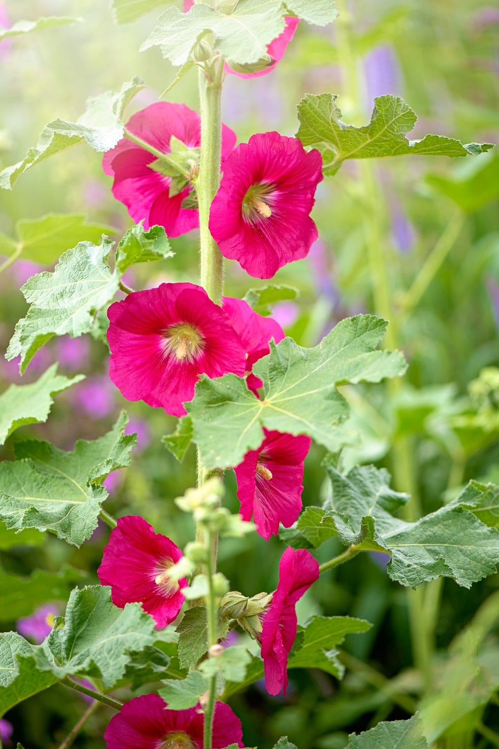 hollyhock