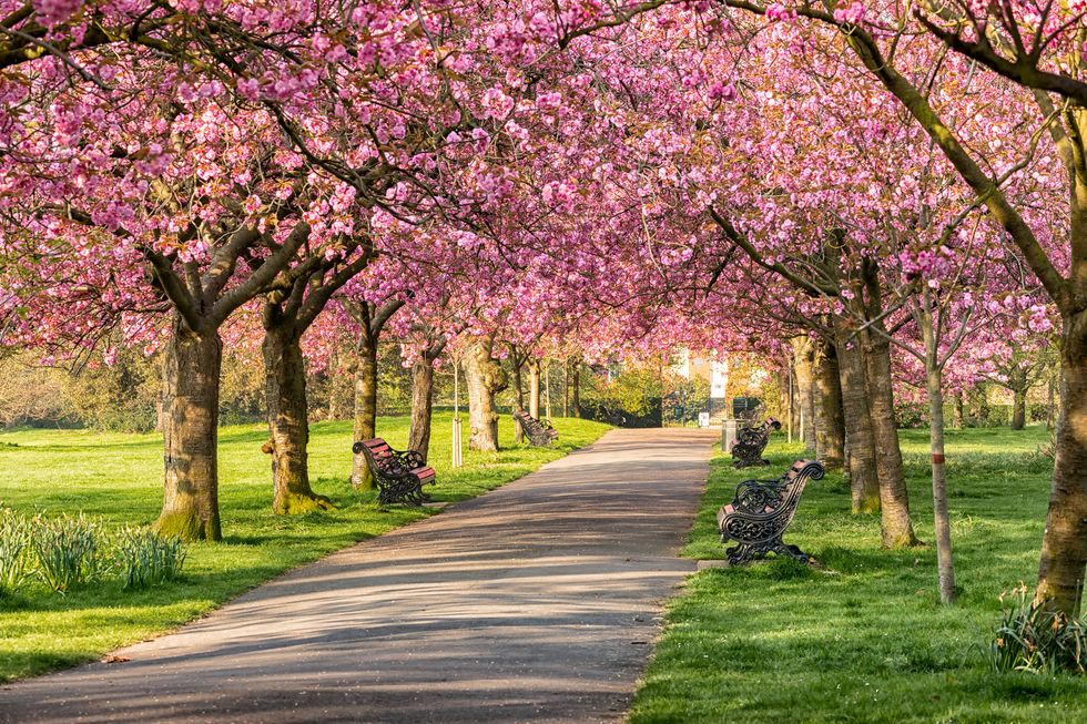 greenwich park, london, uk april 21, 2018 pink blossom trees in full bloom alongside a path in a greenwich park
