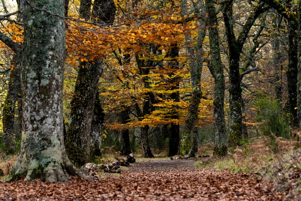 a path with trees on either side