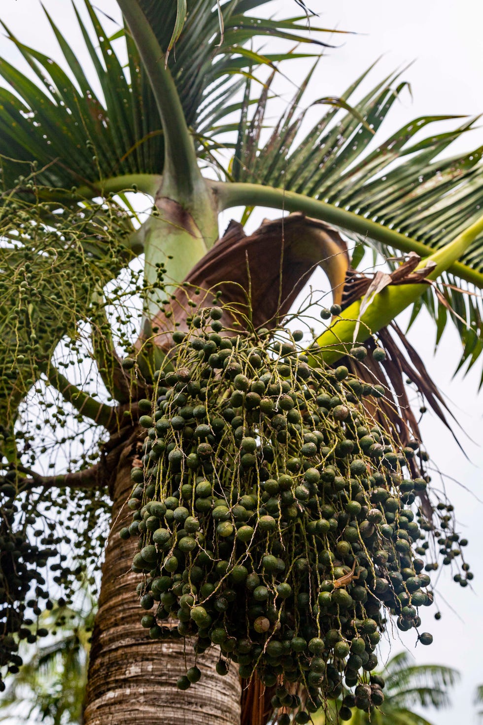 Tree, Plant, Palm tree, Arecales, Terrestrial plant, Desert Palm, Botany, Woody plant, Flowering plant, Elaeis, 