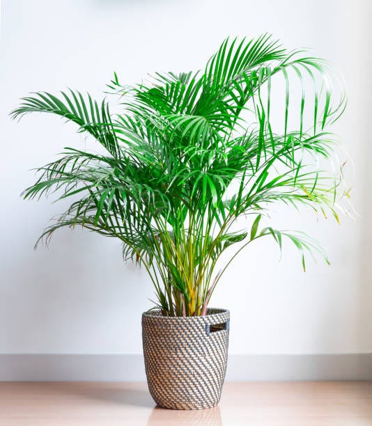 15 Best Living Room Plants - Living Room Indoor Plants to Buy Now