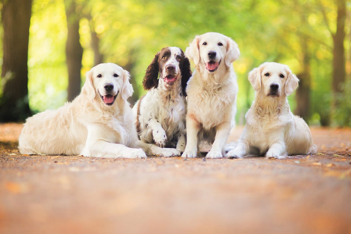 cuáles son algunos nombres de perros para una niña