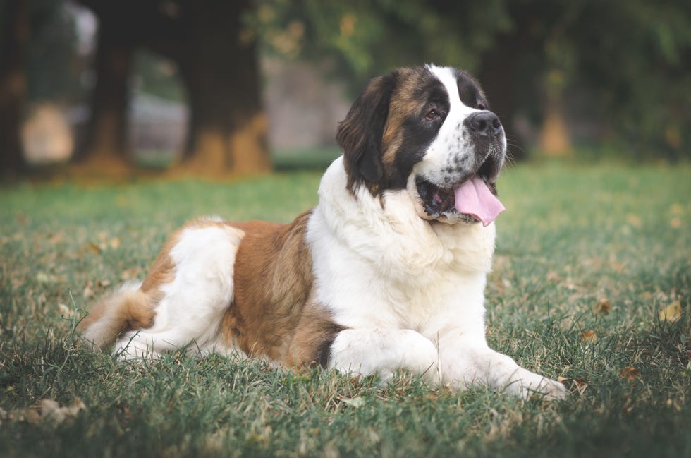 saint bernard